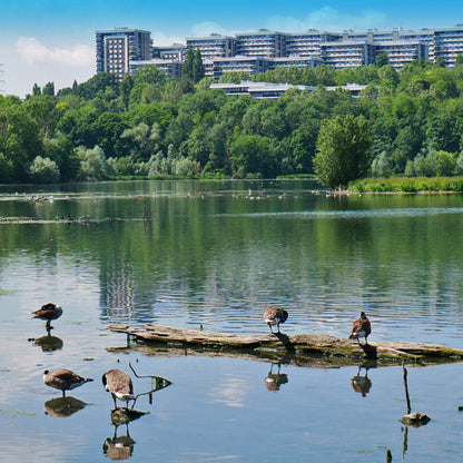 Ornithologie au Lac de l'Essonne | Offre En Semaine Tout Compris | Viry-Chatillon-Grigny