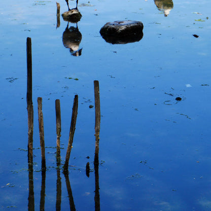 Ornithologie au Lac de l'Essonne | Offre En Semaine Tout Compris | Viry-Chatillon-Grigny