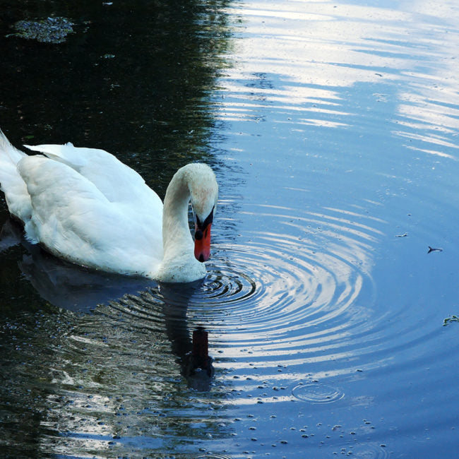 Ornithologie au Lac de l'Essonne | Offre En Semaine Tout Compris | Viry-Chatillon-Grigny