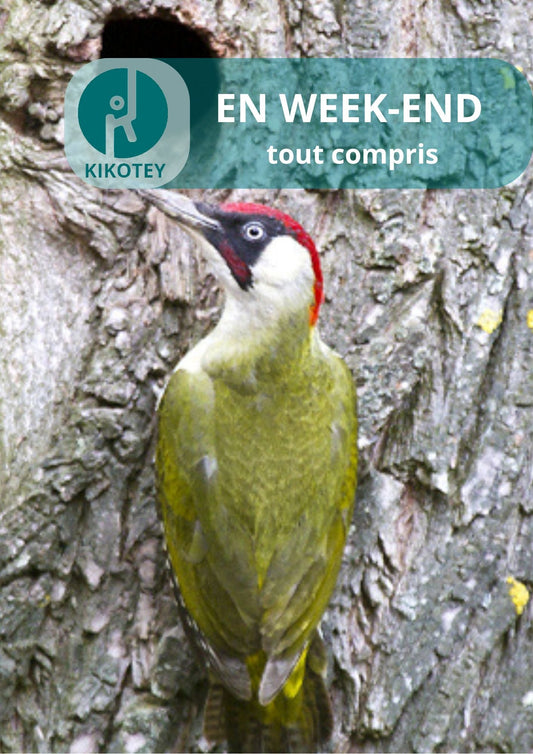 Ornithologie aux Îles de Chelles, Bois Saint Martin et de Célie   | Offre En Semaine Tout Compris | Chelles