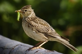 Ornithologie aux Îles de Chelles, Bois Saint Martin et de Célie   | Offre Week-End Tout Compris | Chelles