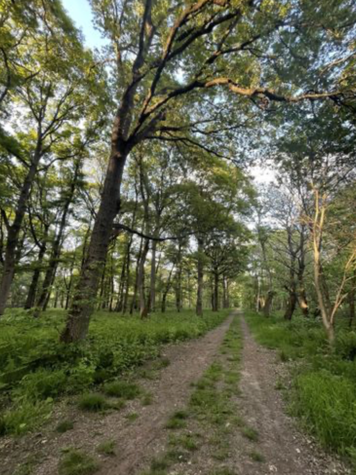 Randonné Bois Saint-Martin - Forêt de Maubué | Offre En Semaine  Tout Compris | Chelles