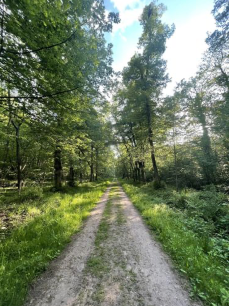Randonné Bois Saint-Martin - Forêt de Maubué | Offre Week-End Tout Compris | Chelles
