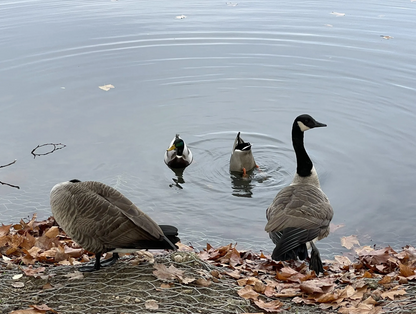 Randonné Lac de Viry-Châtillon - Draveil | Offre Week-End Tout Compris | Essonne