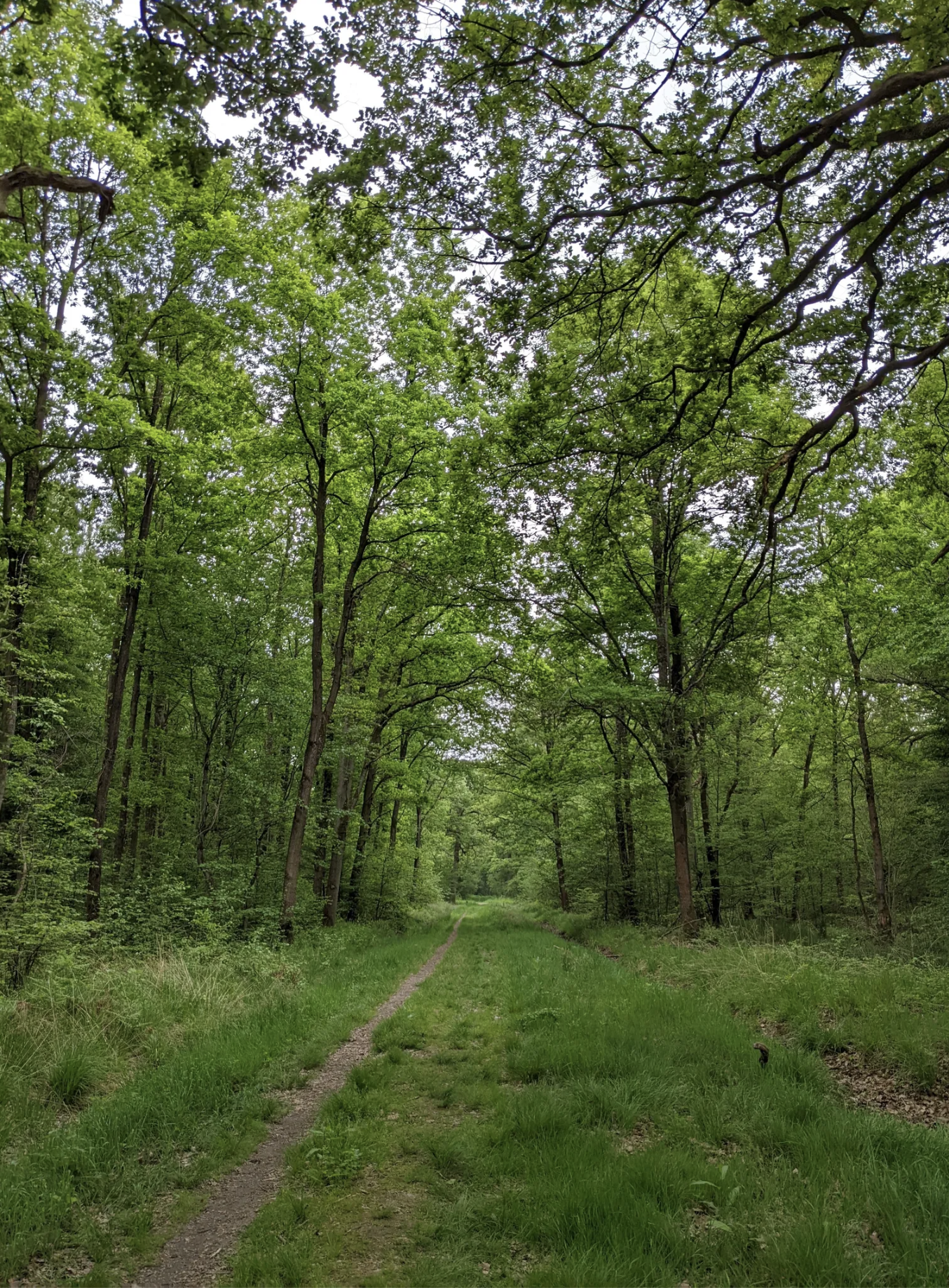 Randonné Forêt domaniale de Sénart | Offre Week-End Tout Compris | Essonne