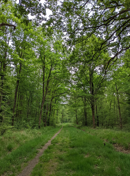 Randonné Forêt domaniale de Sénart | Offre En Semaine  Tout Compris | Essonne