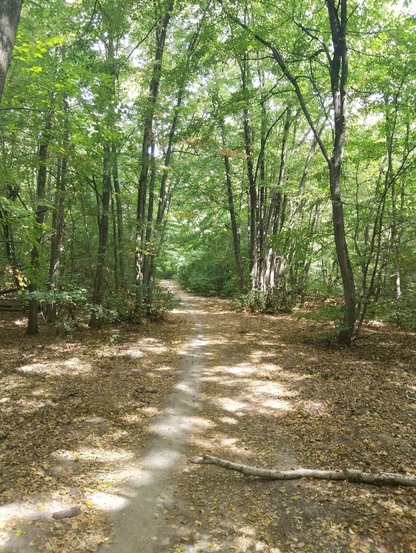 Randonné Forêt domaniale de Sénart | Offre Week-End Tout Compris | Essonne