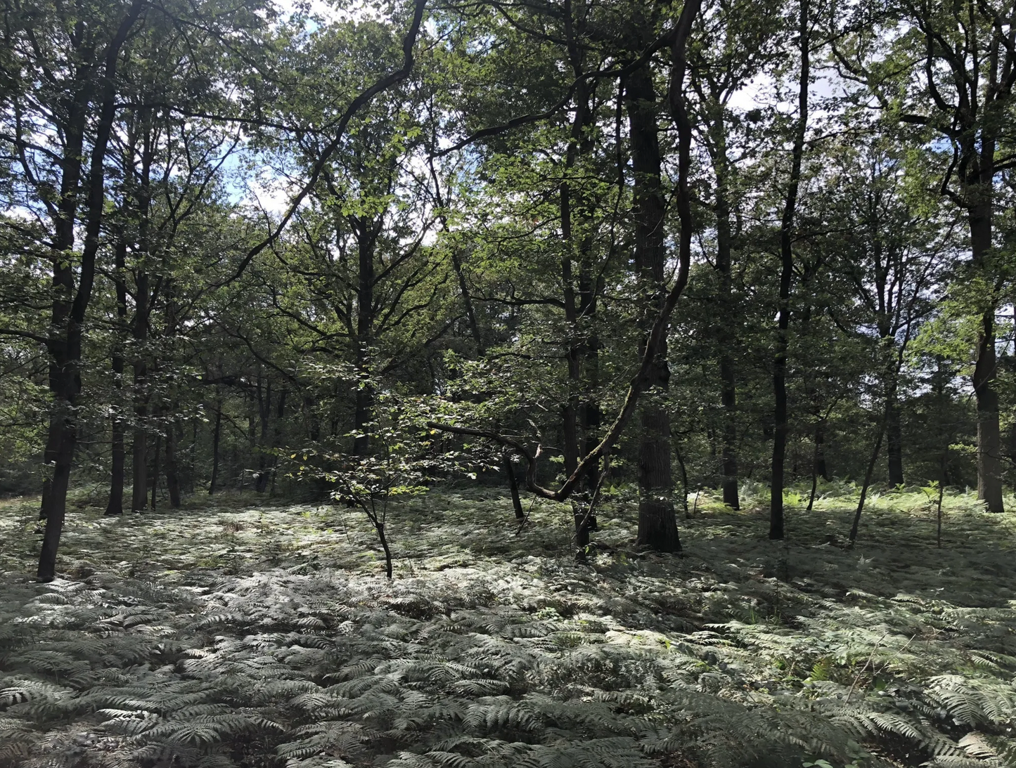 Randonné Forêt domaniale de Sénart | Offre Week-End Tout Compris | Essonne