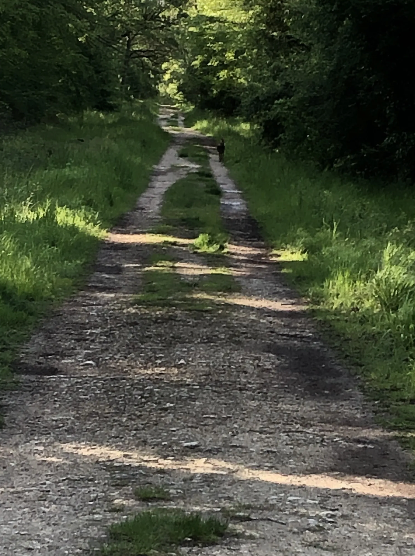 Randonné Forêt domaniale de Sénart | Offre Week-End Tout Compris | Essonne