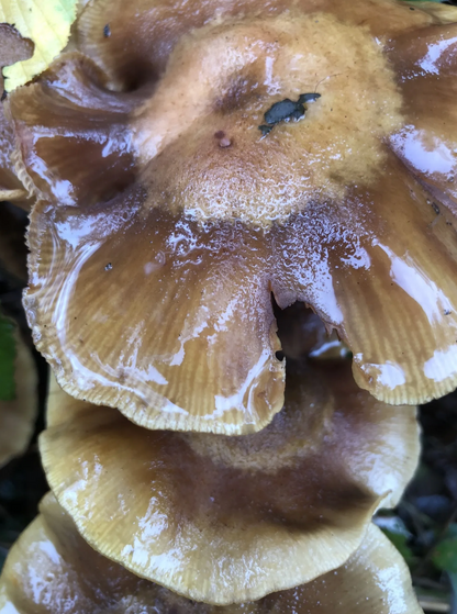 Randonné Forêt domaniale de Sénart | Offre Week-End Tout Compris | Essonne