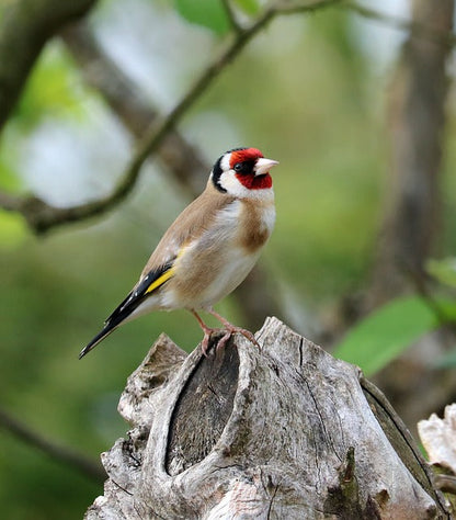 Ornithologie aux Îles de Chelles, Bois Saint Martin et de Célie   | Offre En Semaine Tout Compris | Chelles