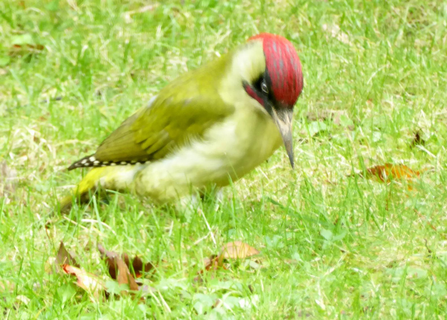 Ornithologie aux Îles de Chelles, Bois Saint Martin et de Célie   | Offre Week-End Tout Compris | Chelles