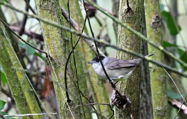 Ornithologie au Bois de Vincennes | Offre En Semaine Tout Compris