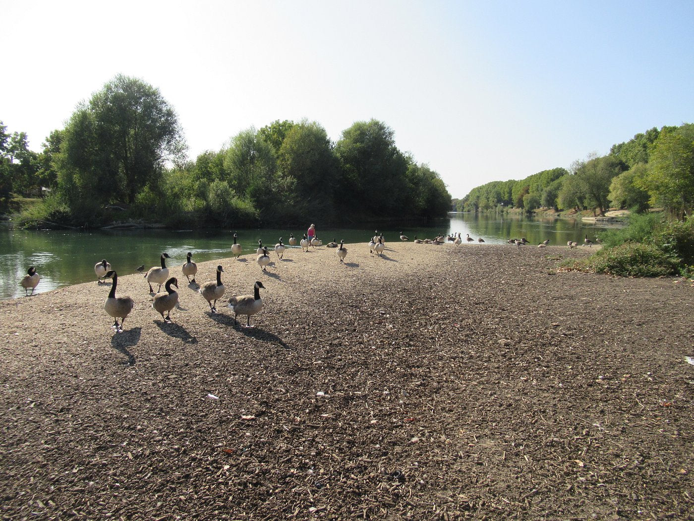 Ornithologie aux Îles de Chelles, Bois Saint Martin et de Célie   | Offre Week-End Tout Compris | Chelles